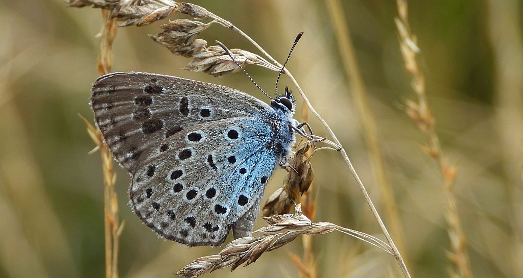 Modraszek arion (Phengaris arion)