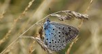 Modraszek arion (Phengaris arion)