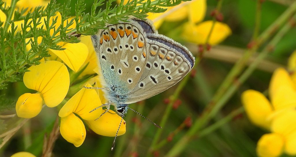 Modraszek ikar (Polyommatus icarus)