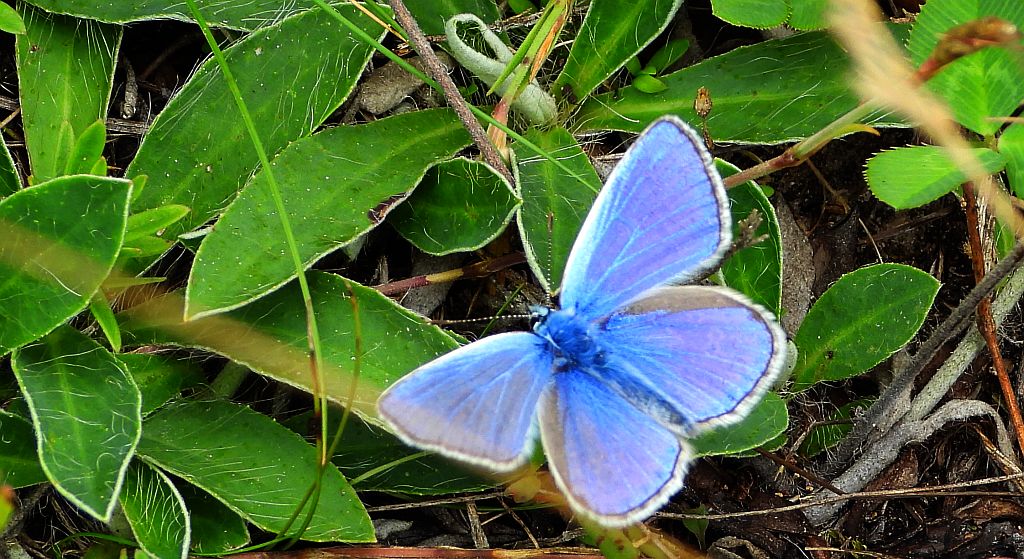 Modraszek ikar (Polyommatus icarus)