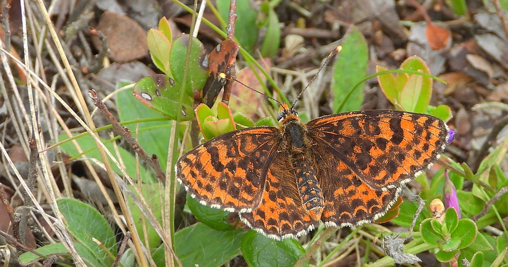 Przeplatka didyma (Melitaea didyma)