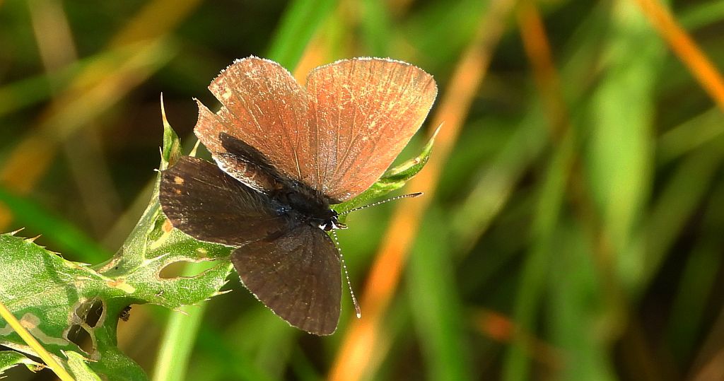 Modraszek argiades (Cupido argiades)