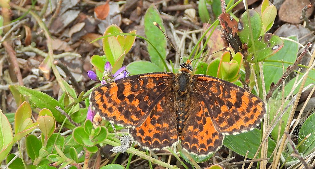 Przeplatka didyma (Melitaea didyma)