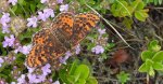 Przeplatka didyma (Melitaea didyma)