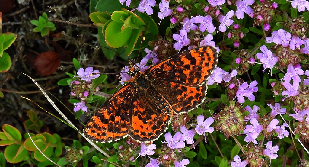 Przeplatka didyma (Melitaea didyma)