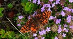 Przeplatka didyma (Melitaea didyma)