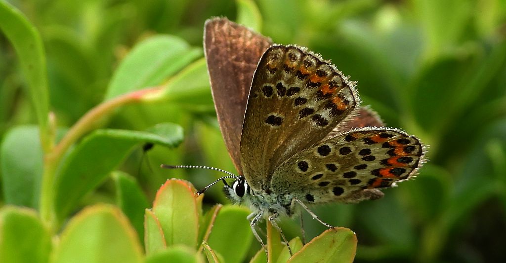 Modraszek idas (Plebejus idas)