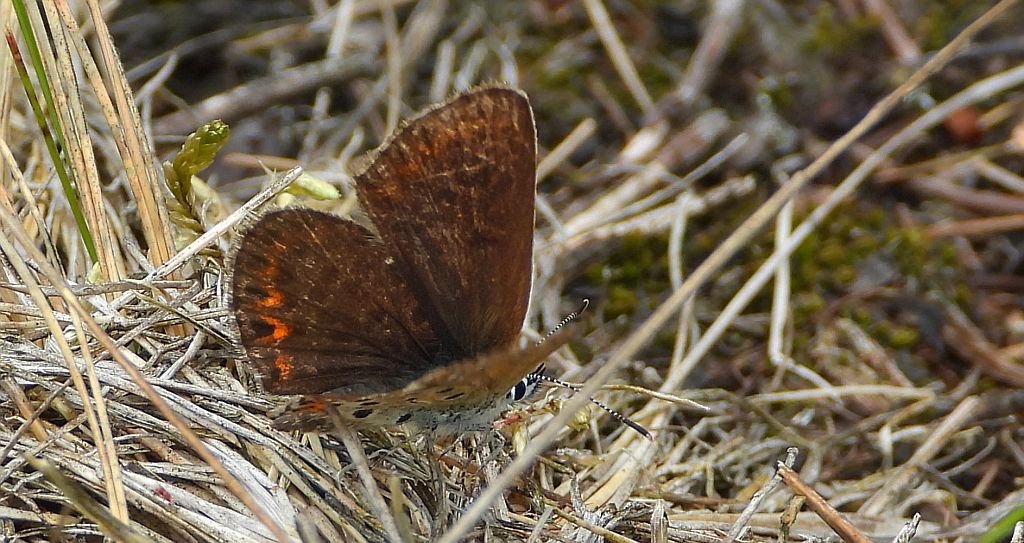 Modraszek idas (Plebejus idas)
