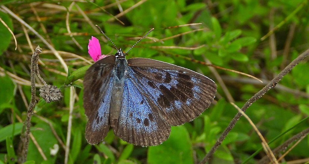Modraszek arion (Phengaris arion)