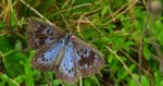 Modraszek arion (Phengaris arion)