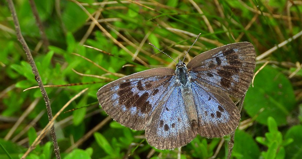 Modraszek arion (Phengaris arion)