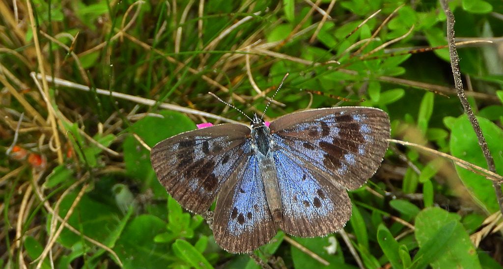 Modraszek arion (Phengaris arion)