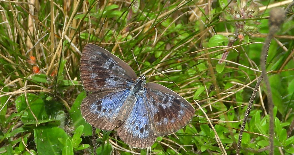Modraszek arion (Phengaris arion)
