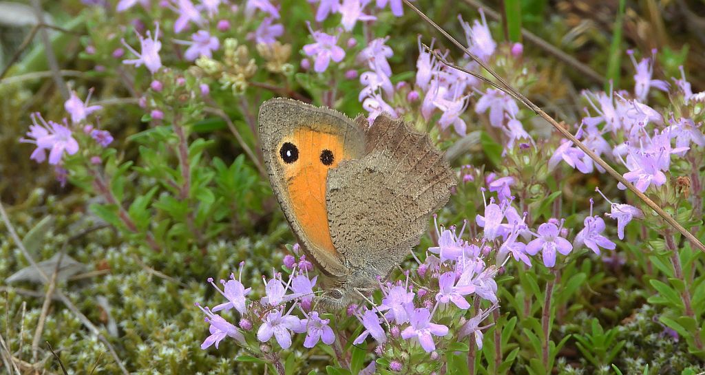 Przestrojnik likaon (Hyponephele lycaon)