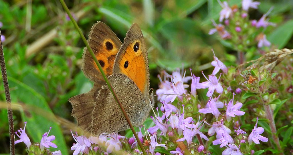 Przestrojnik likaon (Hyponephele lycaon)