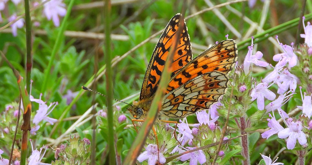 Dostojka selene (Boloria selene)