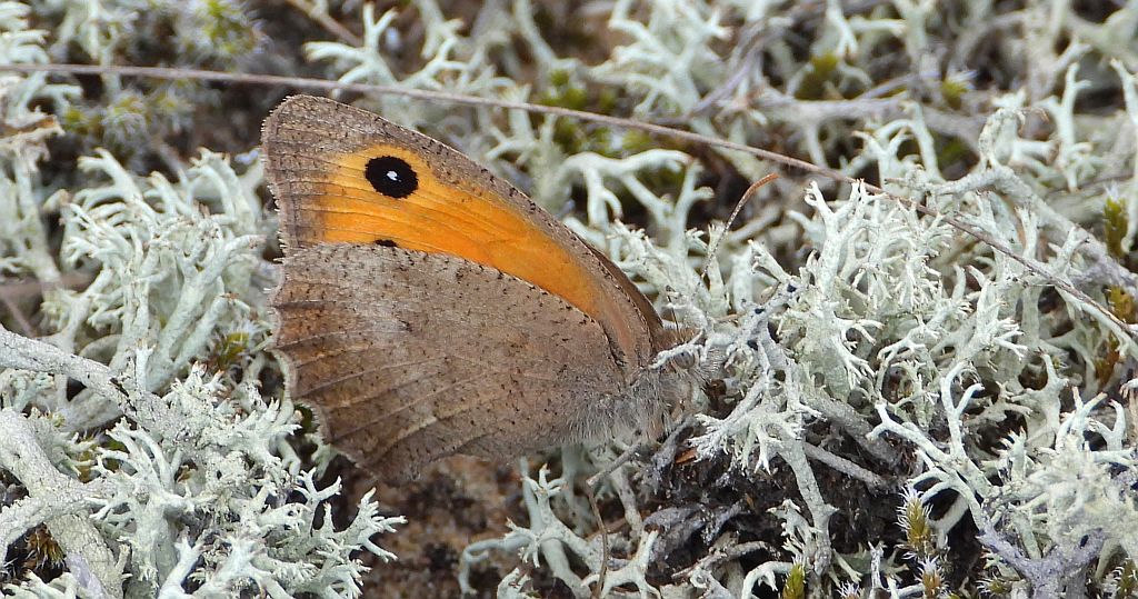 Przestrojnik likaon (Hyponephele lycaon)