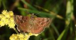 Powszelatek brunatek (Erynnis tages)