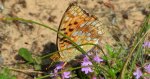 Dostojka adype, perłowiec adype (Argynnis adippe)