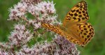 Dostojka malinowiec, perłowiec malinowiec (​Argynnis paphia)