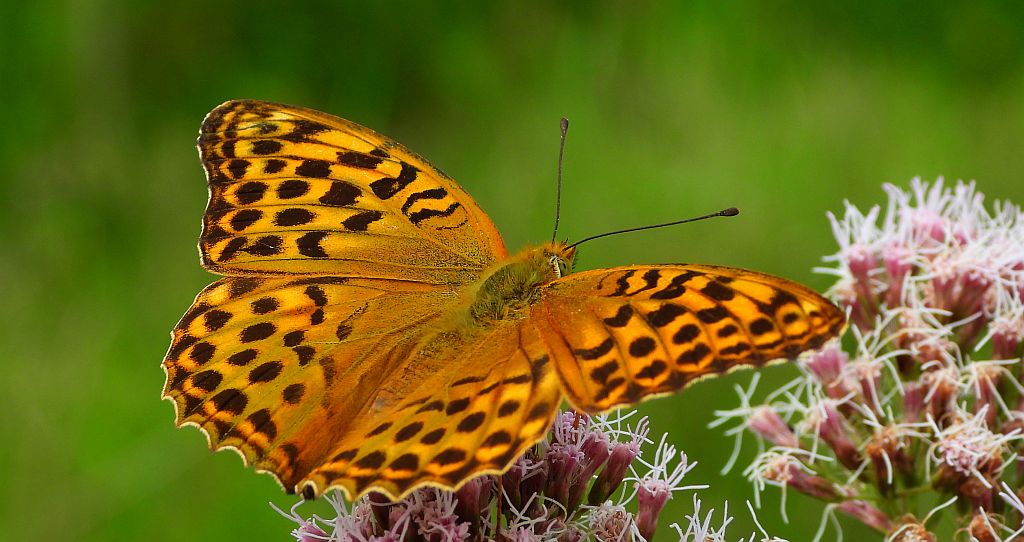 Dostojka malinowiec, perłowiec malinowiec (​Argynnis paphia)