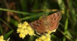 Powszelatek brunatek (Erynnis tages)