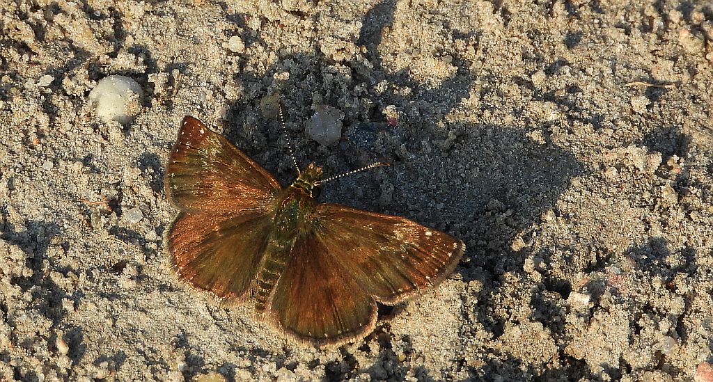 Powszelatek brunatek (Erynnis tages)
