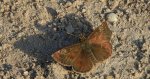 Powszelatek brunatek (Erynnis tages)