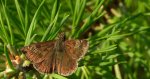 Powszelatek brunatek (Erynnis tages)