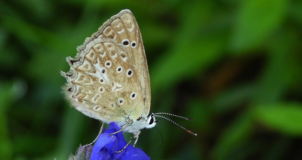 Modraszek dafnid (Polyommatus daphnis)