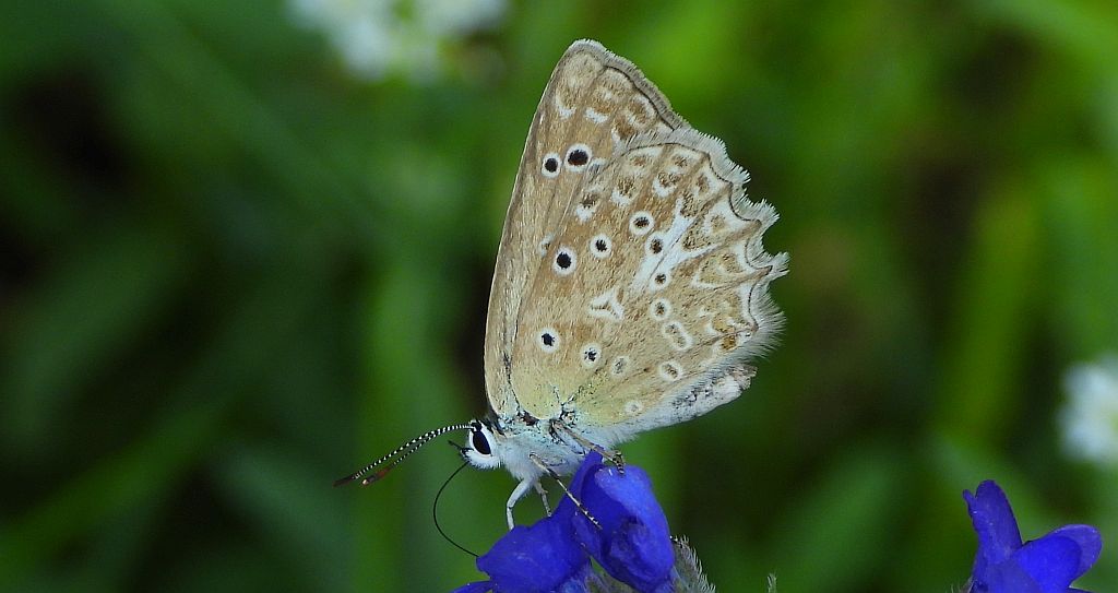 Modraszek dafnid (Polyommatus daphnis)