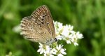 Modraszek dafnid (Polyommatus daphnis)