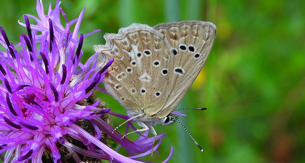 Modraszek dafnid (Polyommatus daphnis)