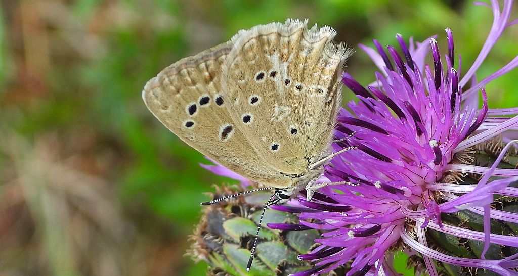 Modraszek dafnid (Polyommatus daphnis)