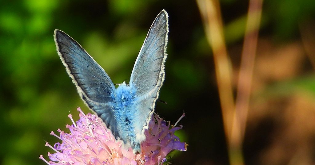 Modraszek dafnid (Polyommatus daphnis)