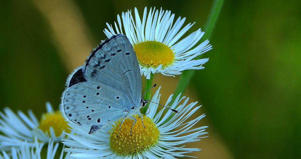 Modraszek wieszczek (Celastrina argiolus)