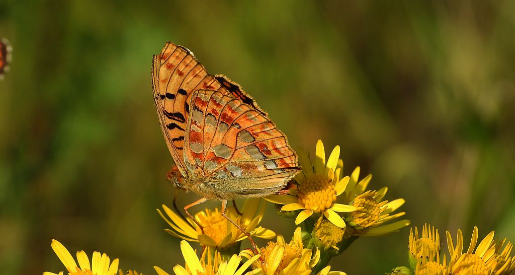 Dostojka adype, perłowiec adype (Argynnis adippe)