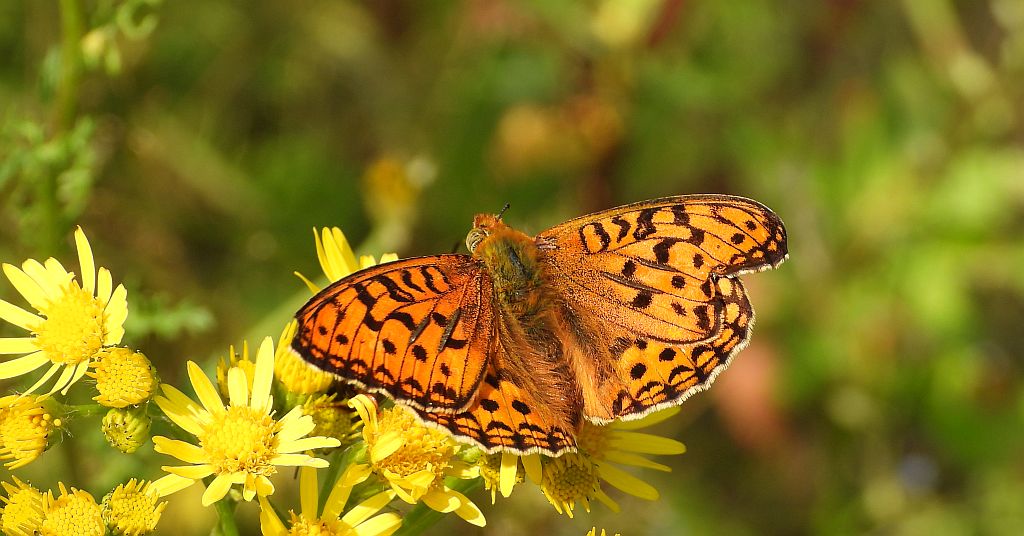 Dostojka adype, perłowiec adype (Argynnis adippe)