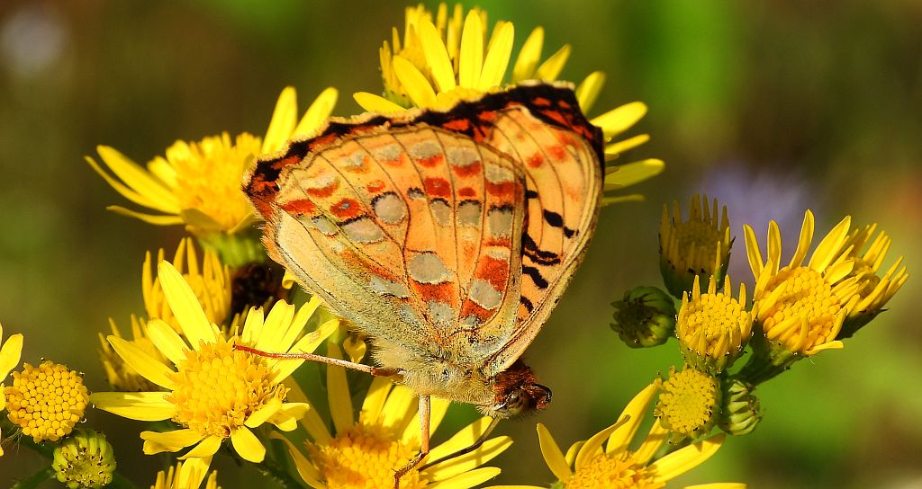 Dostojka adype, perłowiec adype (Argynnis adippe)