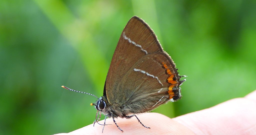 Ogończyk wiązowiec (Satyrium w-album)