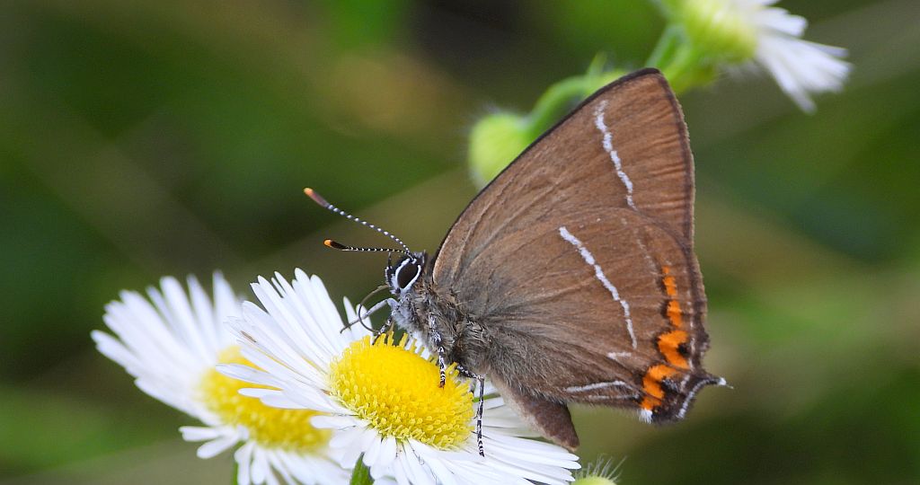 Ogończyk wiązowiec (Satyrium w-album)