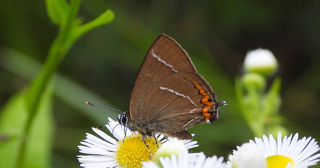 Ogończyk wiązowiec (Satyrium w-album)