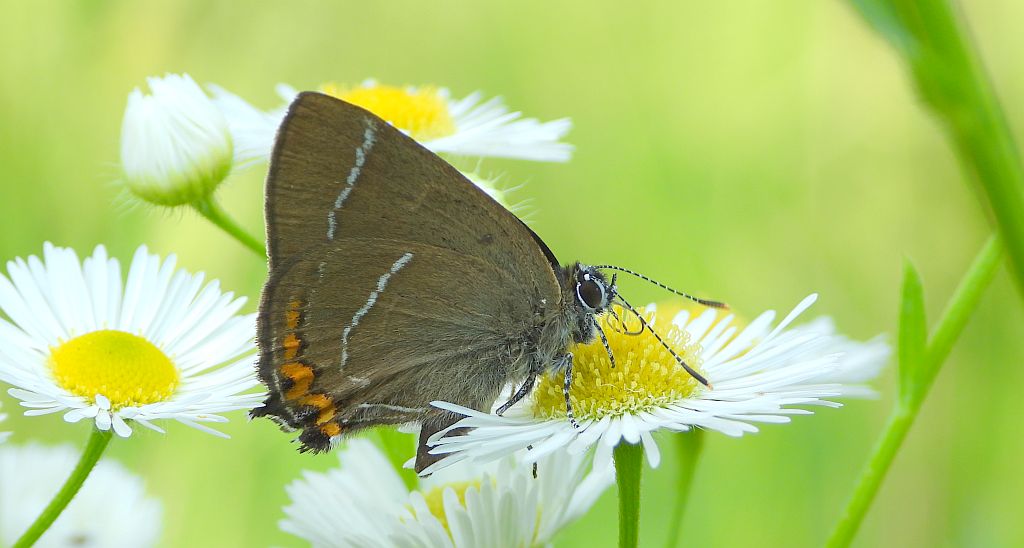 Ogończyk wiązowiec (Satyrium w-album)