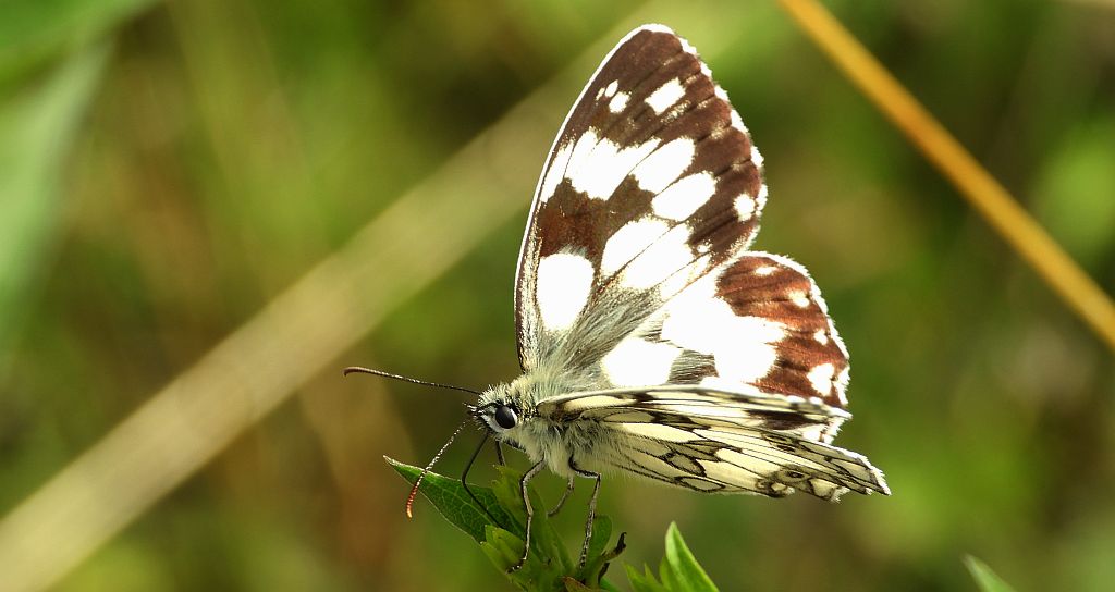 Polowiec szachownica (Melanargia galathea syn. Agapetes galathea)