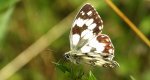 Polowiec szachownica (Melanargia galathea syn. Agapetes galathea)