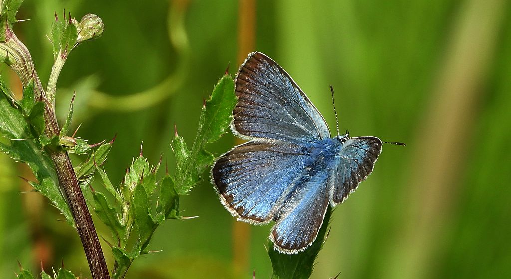 Modraszek amandus (Polyommatus amandus)