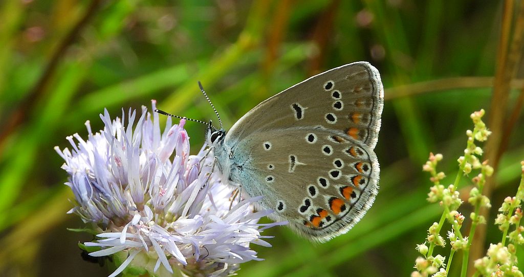 Modraszek amandus (Polyommatus amandus)