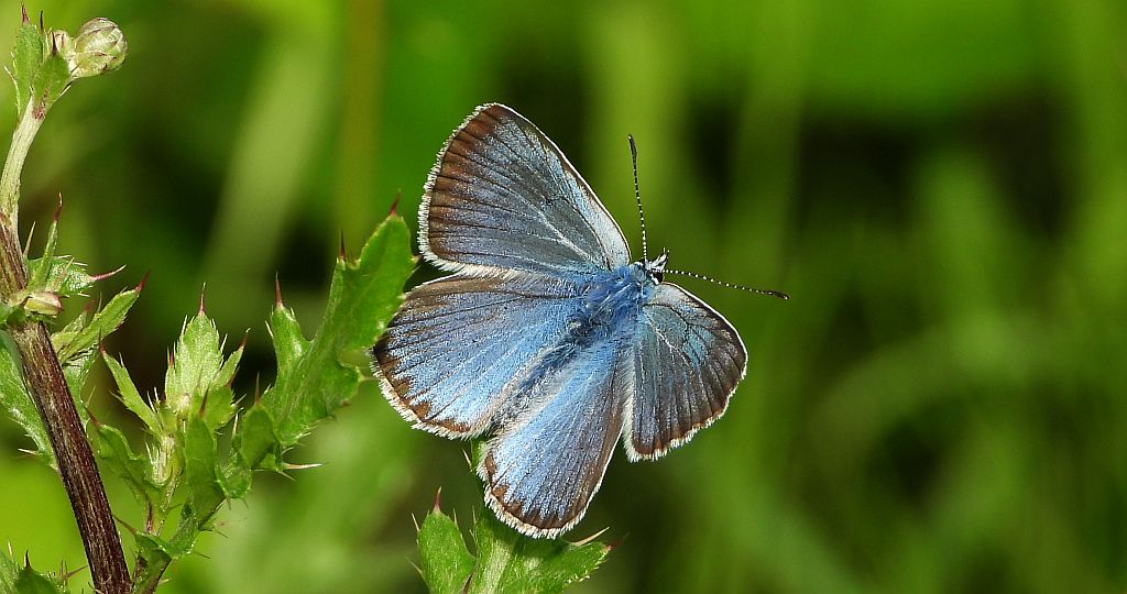 Modraszek amandus (Polyommatus amandus)