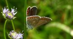 Modraszek amandus (Polyommatus amandus)