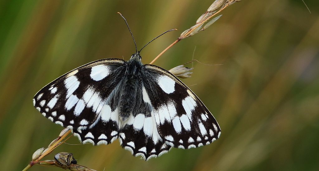 Polowiec szachownica (Melanargia galathea syn. Agapetes galathea)